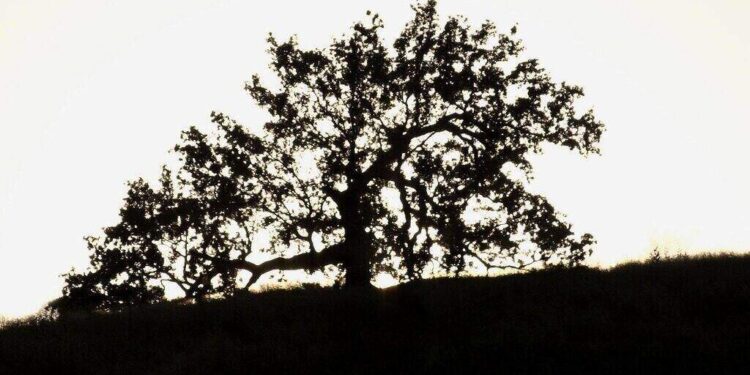 Tree Silhouette