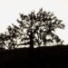 Tree Silhouette
