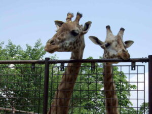 Giraffe 