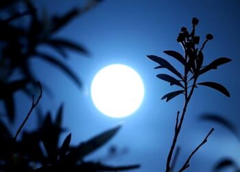 Blue Moon