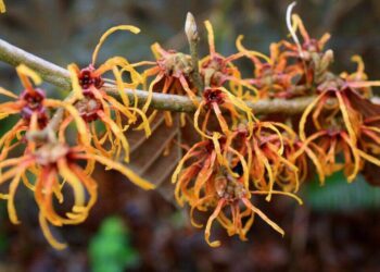 Witch Hazel