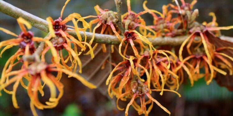 Witch Hazel