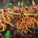 Witch Hazel