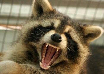 Raccoons