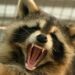 Raccoons
