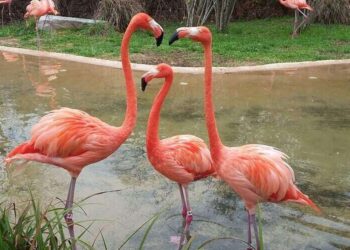 Flamingos Blown by Hurricane Idalia