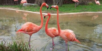 Flamingos Blown by Hurricane Idalia