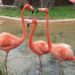 Flamingos Blown by Hurricane Idalia