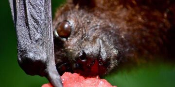 Nipah virus