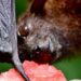 Nipah virus