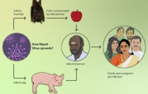 Nipah virus