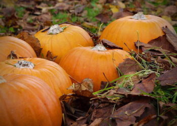 Pumpkins