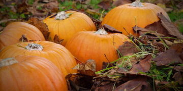 Pumpkins