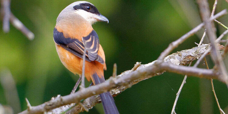 Bird