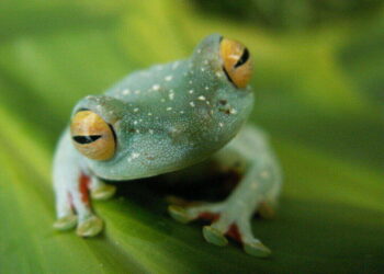 amphibian