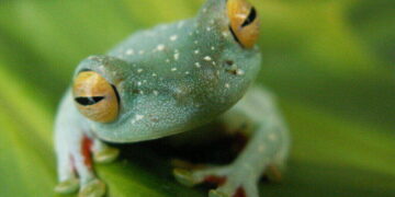 amphibian