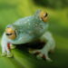 amphibian