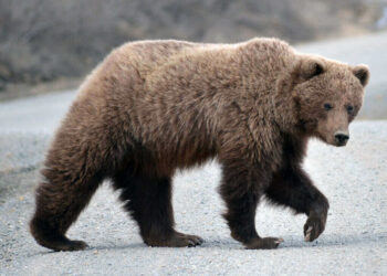 grizzly bear