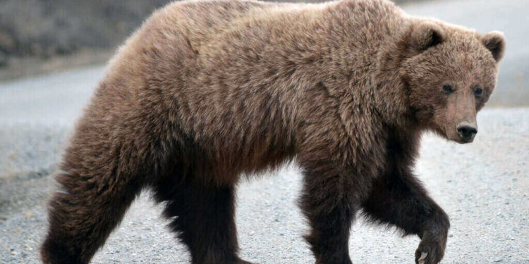 grizzly bear