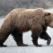 grizzly bear