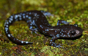 amphibian
