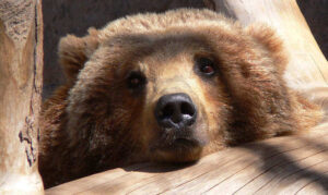 grizzly bear