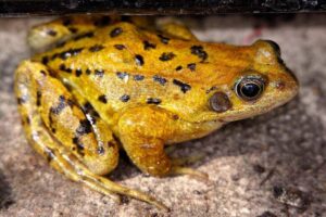 amphibian