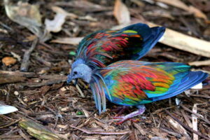 dodo