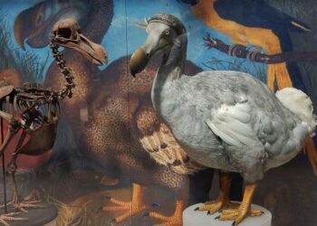 dodo