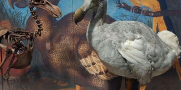 dodo