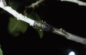 cicadas