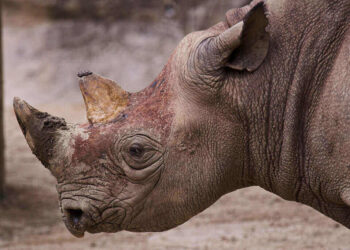 Rhino