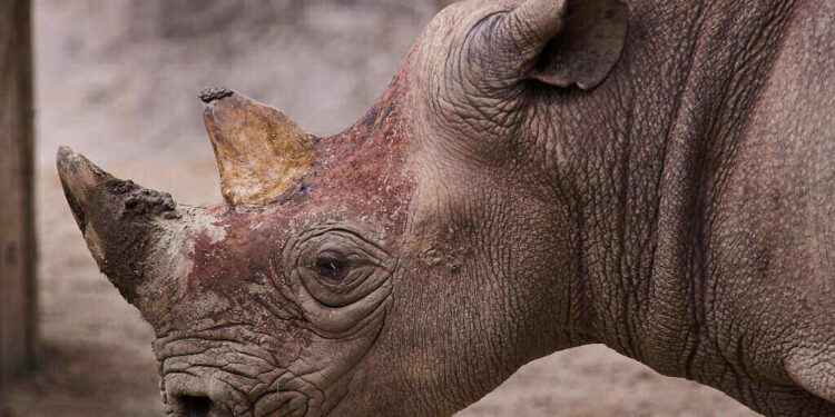 Rhino