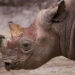 Rhino
