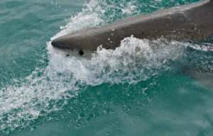 great white