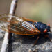 cicadas