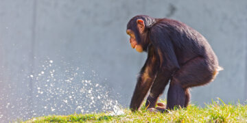 Great Apes