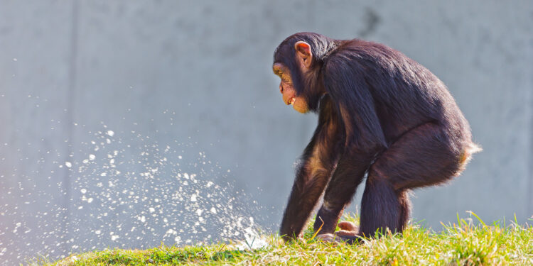 Great Apes
