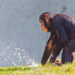Great Apes