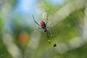 Joro Spiders