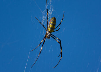 Joro Spiders