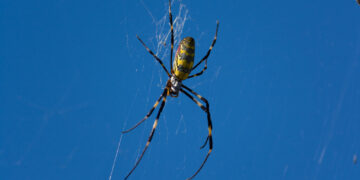 Joro Spiders