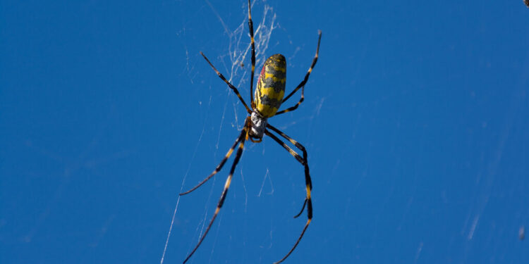 Joro Spiders