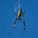 Joro Spiders