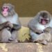 Monkeys