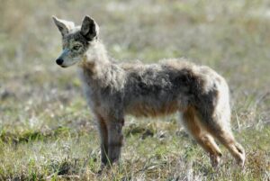 Coyote 
