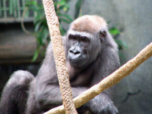 Great Apes