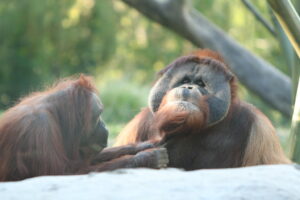 Great Apes