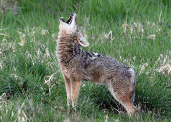 Coyote