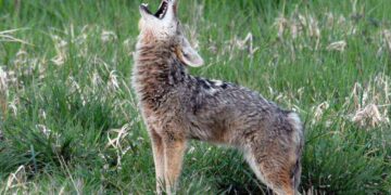 Coyote